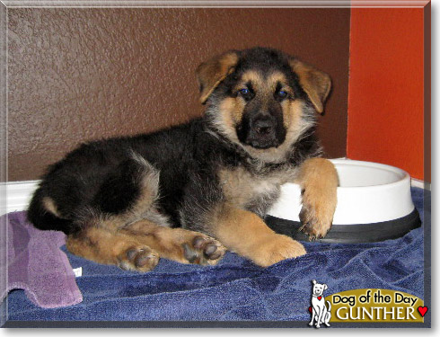 Gunther, the Dog of the Day