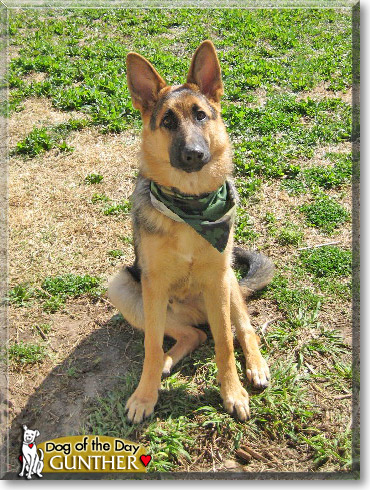 Gunther, the Dog of the Day