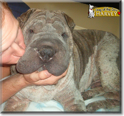 Harvey, the Dog of the Day Harvey, the Dog of the Day