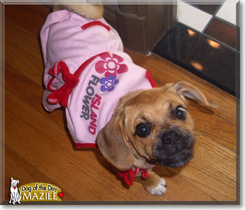 Maizee, the Dog of the Day