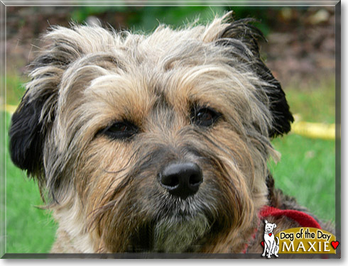 Maxie, the Dog of the Day