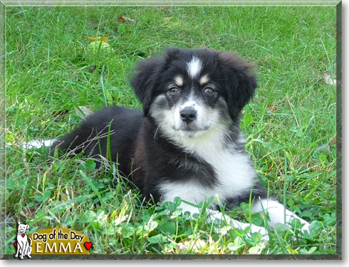 Emma, the Dog of the Day