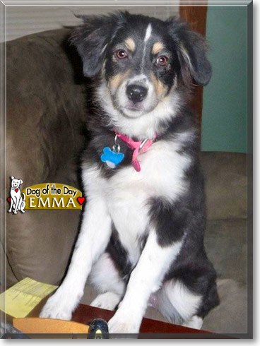 Emma, the Dog of the Day