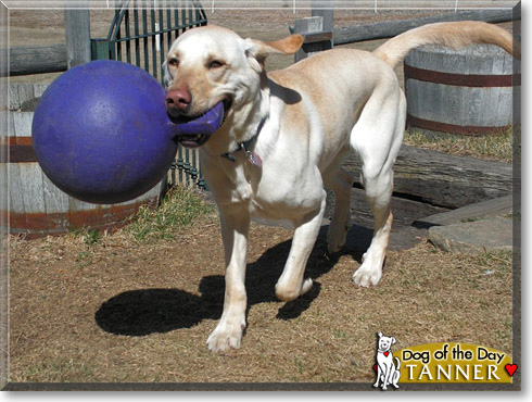 Tanner, the Dog of the Day