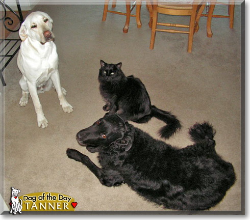 Tanner, the Dog of the Day