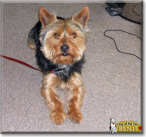 Benji, the Dog of the Day