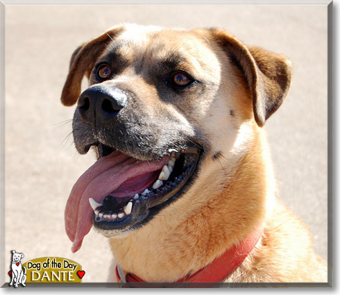 Dante, the Dog of the Day