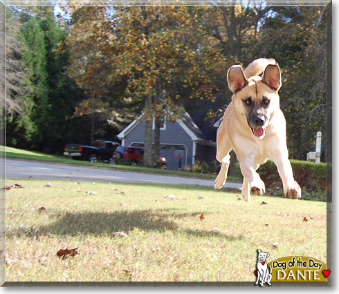 Dante, the Dog of the Day