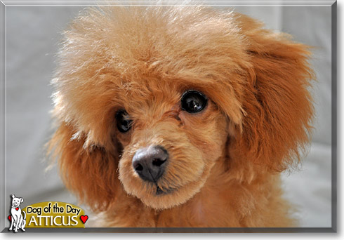 Atticus, the Dog of the Day Atticus, the Dog of the Day