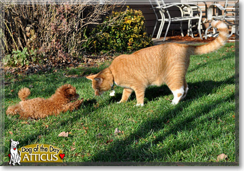 Atticus, the Dog of the Day Atticus, the Dog of the Day