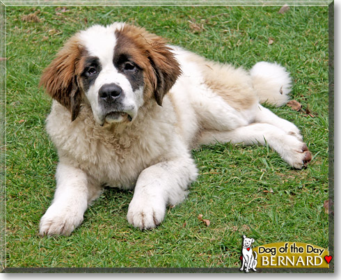 Bernard, the Dog of the Day
