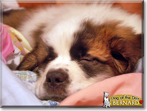 Bernard, the Dog of the Day
