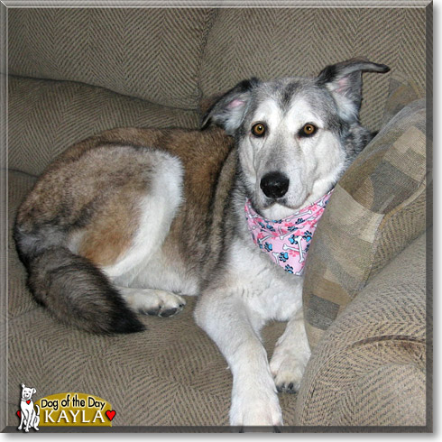 Kayla, the Dog of the Day