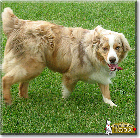 Koda, the Dog of the Day Koda, the Dog of the Day