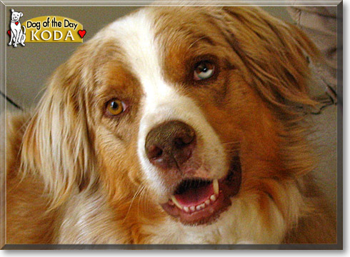 Koda, the Dog of the Day Koda, the Dog of the Day