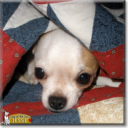 Jesse, the Dog of the Day