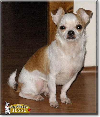 Jesse, the Dog of the Day