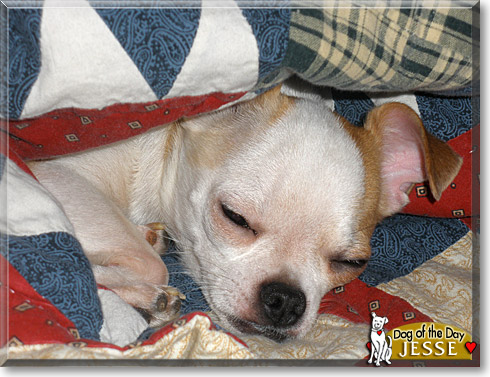 Jesse, the Dog of the Day