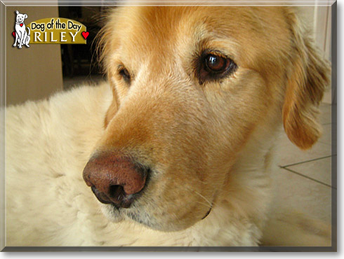 Riley, the Dog of the Day