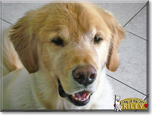 Riley, the Dog of the Day