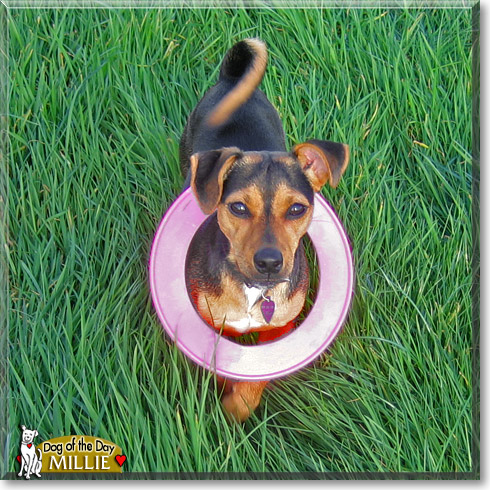 Millie, the Dog of the Day