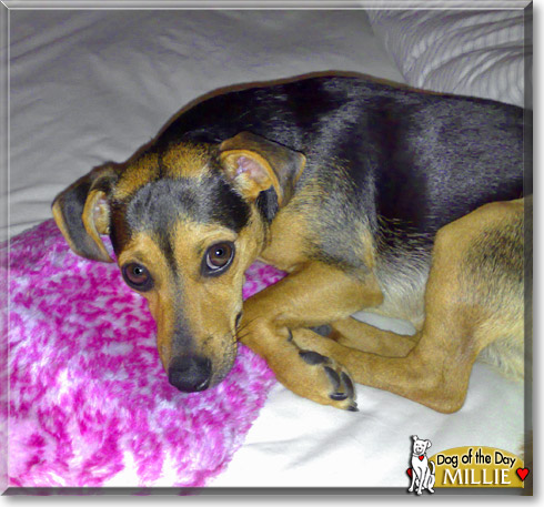 Millie, the Dog of the Day