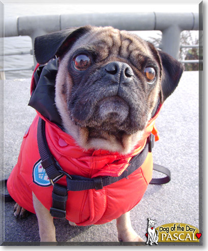 Pascal, the Dog of the Day