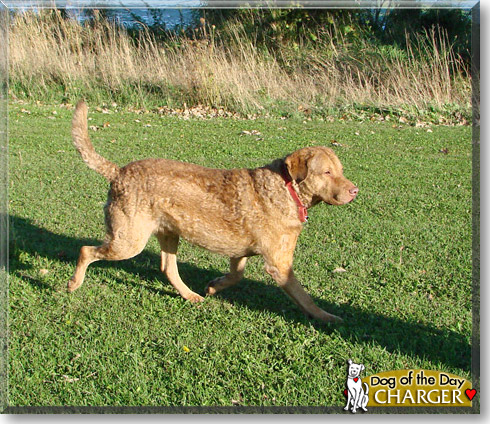 Charger, the Dog of the Day