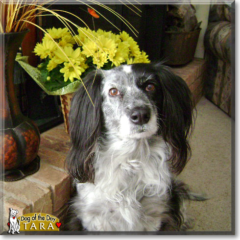 Tara, the Dog of the Day