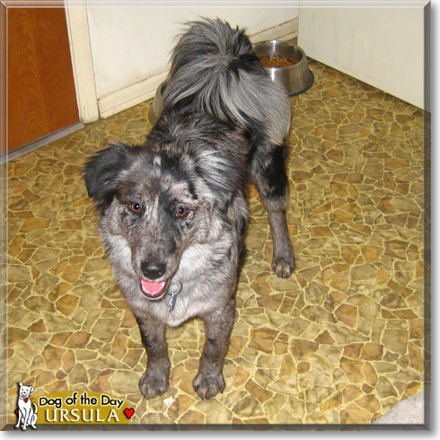 Ursula, the Dog of the Day Ursula, the Dog of the Day
