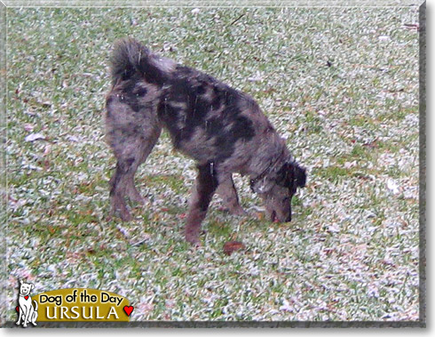 Ursula, the Dog of the Day Ursula, the Dog of the Day