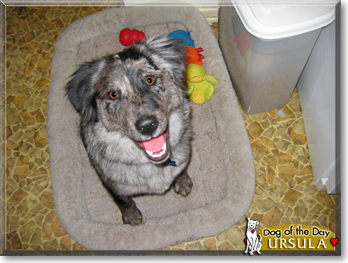 Ursula, the Dog of the Day Ursula, the Dog of the Day