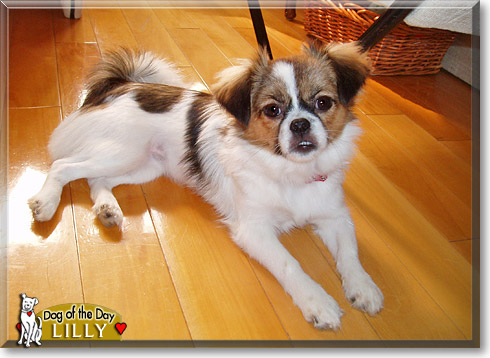 Lilly, the Dog of the Day Lilly, the Dog of the Day