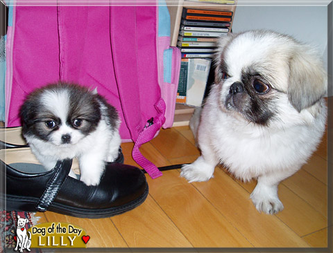 Lilly, the Dog of the Day Lilly, the Dog of the Day
