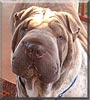 Harvey