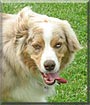 Koda