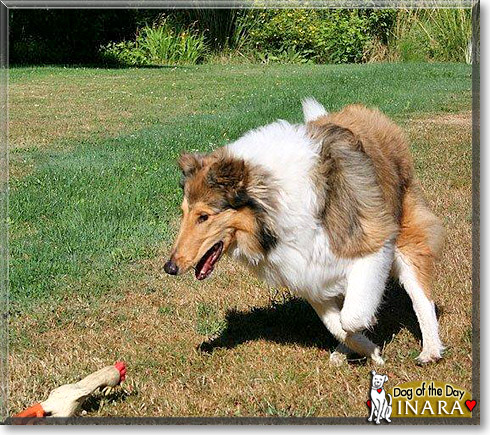 Inara, the Dog of the Day