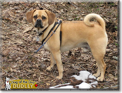Dudley, the Dog of the Day