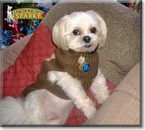 Sparky, the Dog of the Day