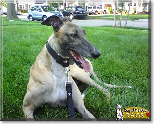 Rags, the Dog of the Day