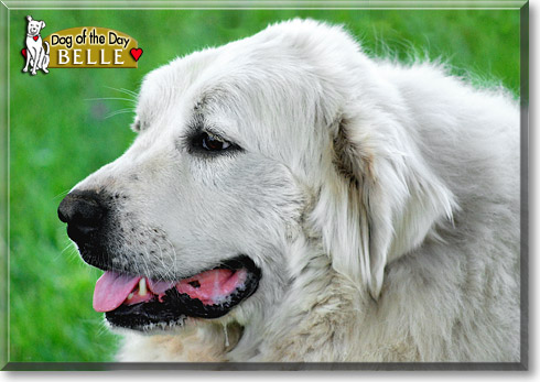 Belle, the Dog of the Day