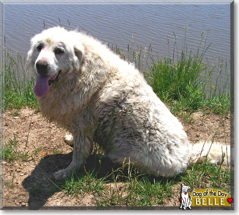 Belle, the Dog of the Day