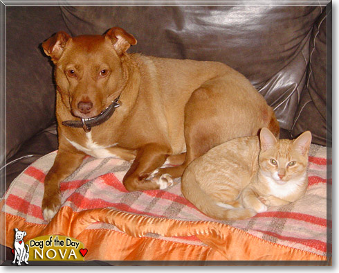 Nova, the Dog of the Day