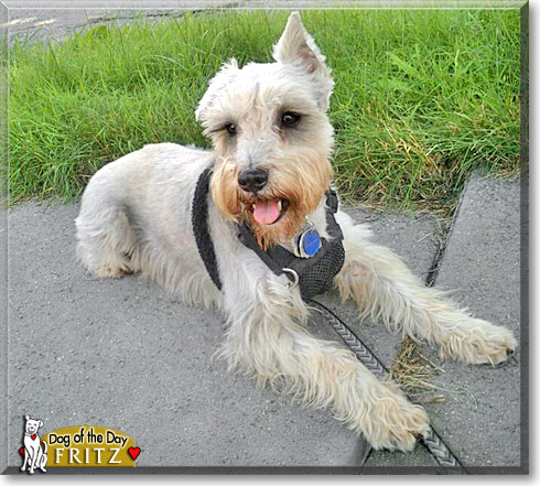 Fritz, the Dog of the Day