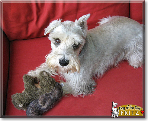 Fritz, the Dog of the Day