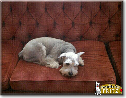 Fritz, the Dog of the Day