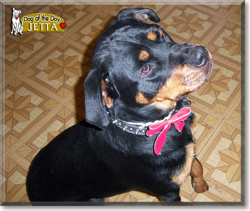 Jetta, the Dog of the Day