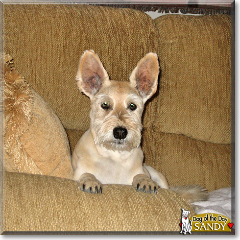 Sandy, the Dog of the Day