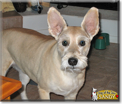 Sandy, the Dog of the Day