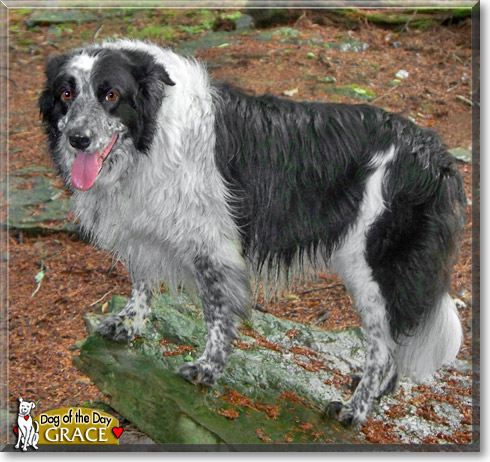Grace, the Dog of the Day